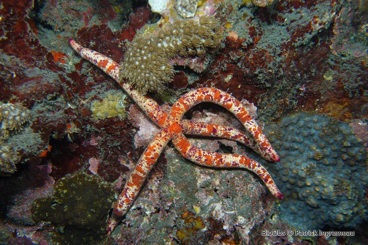 Leiaster coriaceus - Leiaster coriaceus - Patrick Ingremeau - BioObs