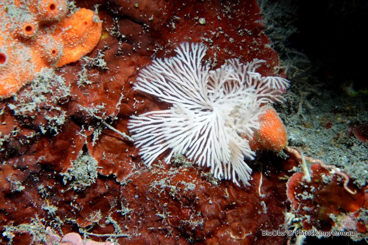 Crisinidés (famille) - Crisinidae - Patrick Ingremeau - BioObs