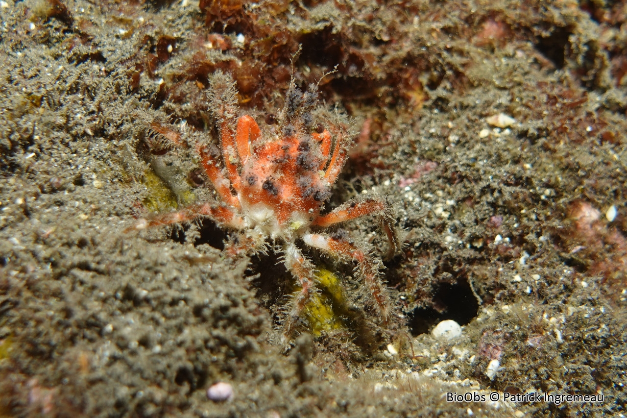 Crabe décorateur commun - Schizophrys aspera - Patrick Ingremeau - BioObs