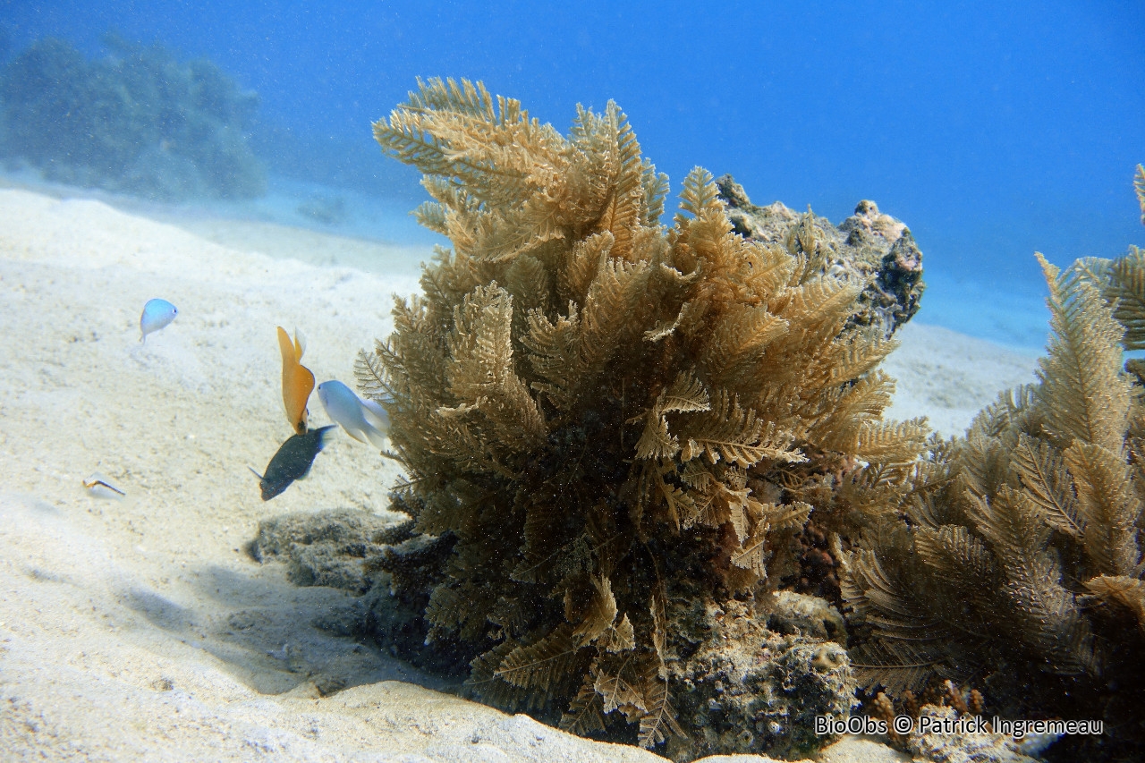 Hydraires de feu - Pachyrhynchia cuppressina - Patrick Ingremeau - BioObs
