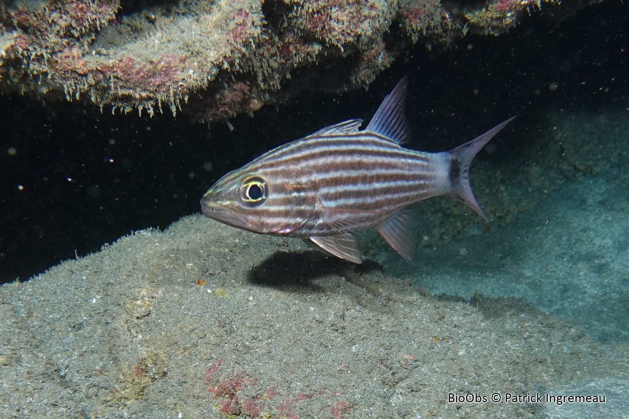 Apogon à grandes dents - Cheilodipterus macrodon - Patrick Ingremeau - BioObs