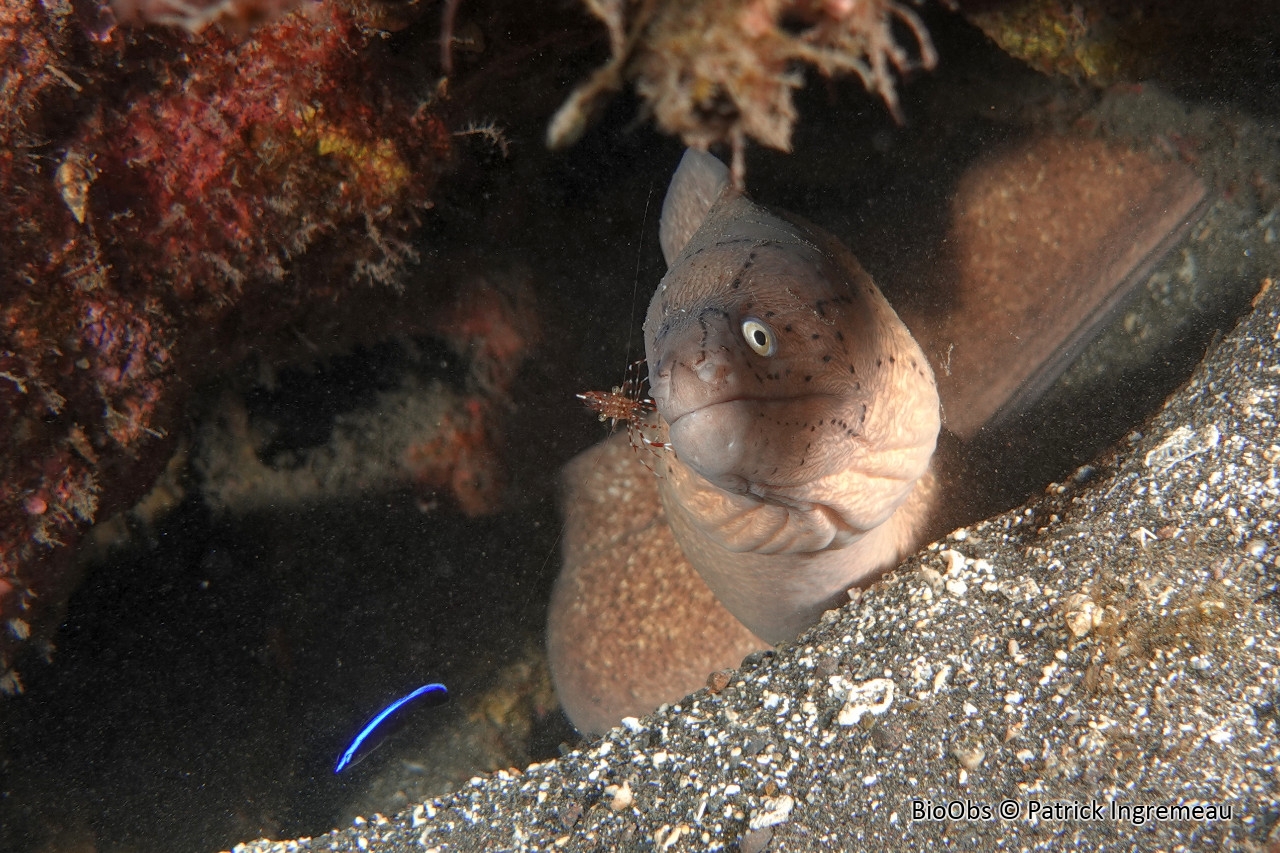 Murène tatouée - Gymnothorax griseus - Patrick Ingremeau - BioObs