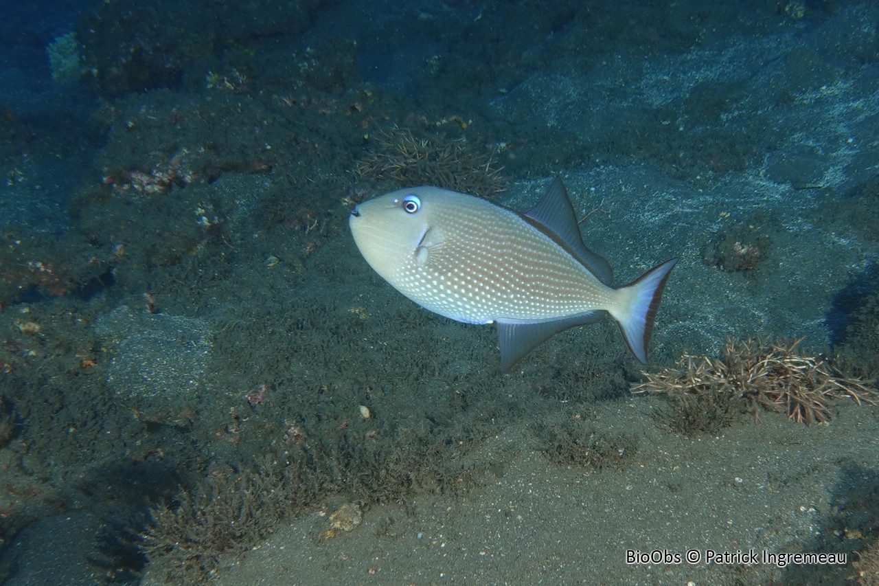 Baliste à bordures dorées - Xanthichthys auromarginatus - Patrick Ingremeau - BioObs