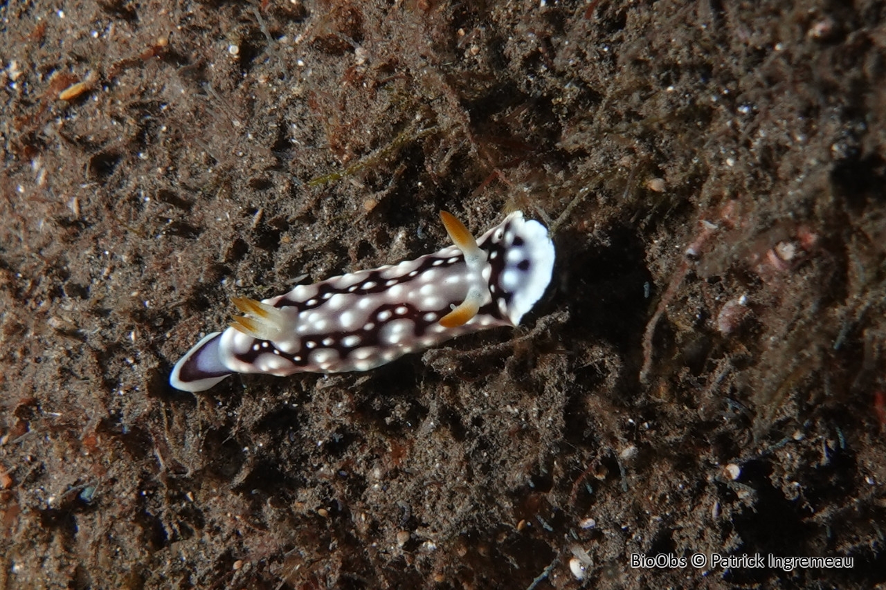 Doris géometrique - Goniobranchus geometricus - Patrick Ingremeau - BioObs