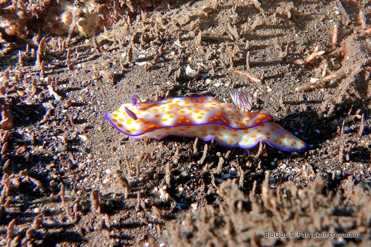 Risbécie coquette - Hypselodoris pulchella - Patrick Ingremeau - BioObs