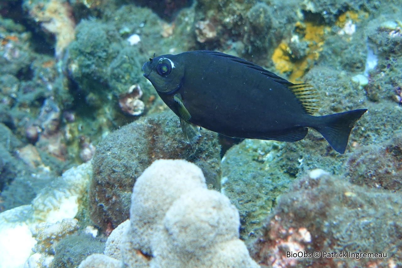 Poisson lapin à queue tronquée - Siganus luridus - Patrick Ingremeau - BioObs