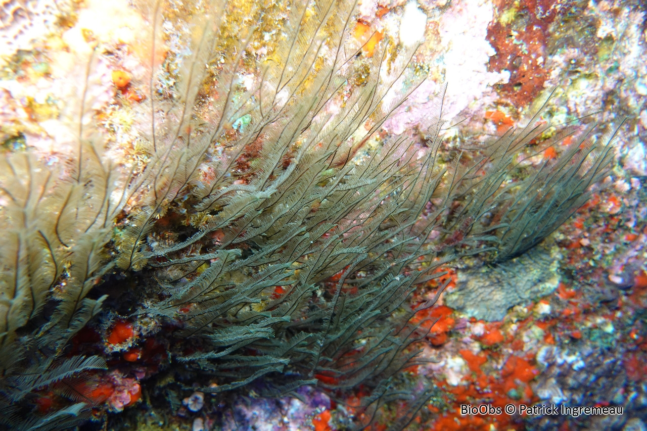 Gymnansium hians - Gymnangium hians - Patrick Ingremeau - BioObs