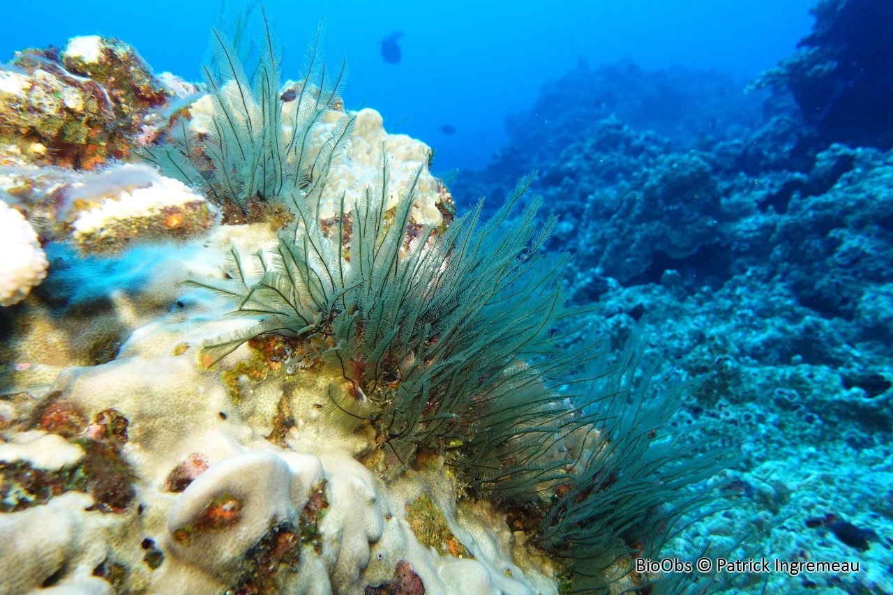 Gymnansium hians - Gymnangium hians - Patrick Ingremeau - BioObs