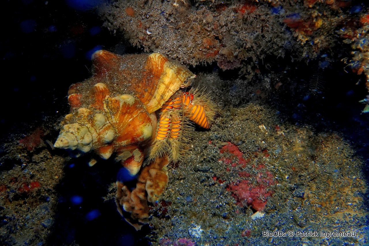 Grand bernard l'ermite poilu jaune - Aniculus maximus - Patrick Ingremeau - BioObs
