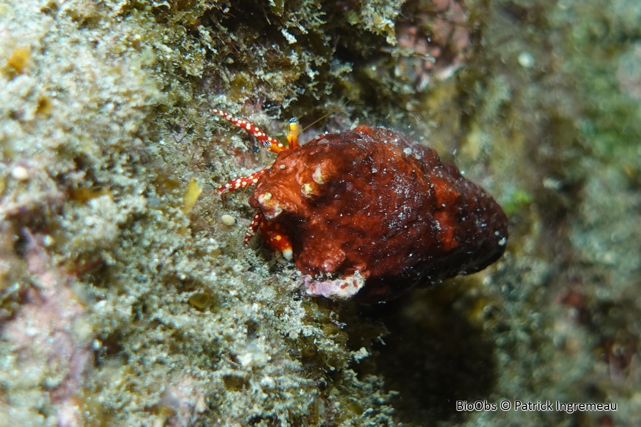 Bernard-l'ermite à points blancs - Calcinus argus - Patrick Ingremeau - BioObs