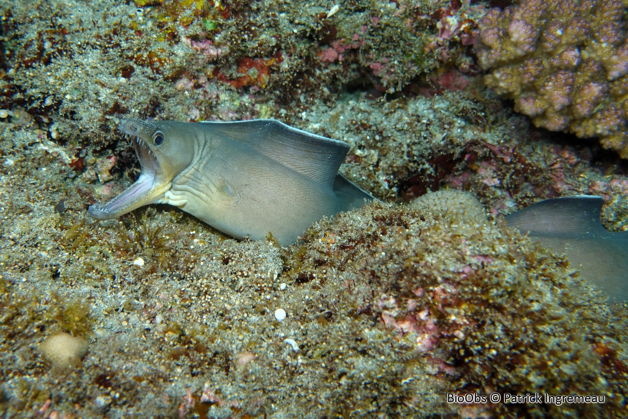 Murène à bordé blanc - Enchelycore schismatorhynchus - Patrick Ingremeau - BioObs