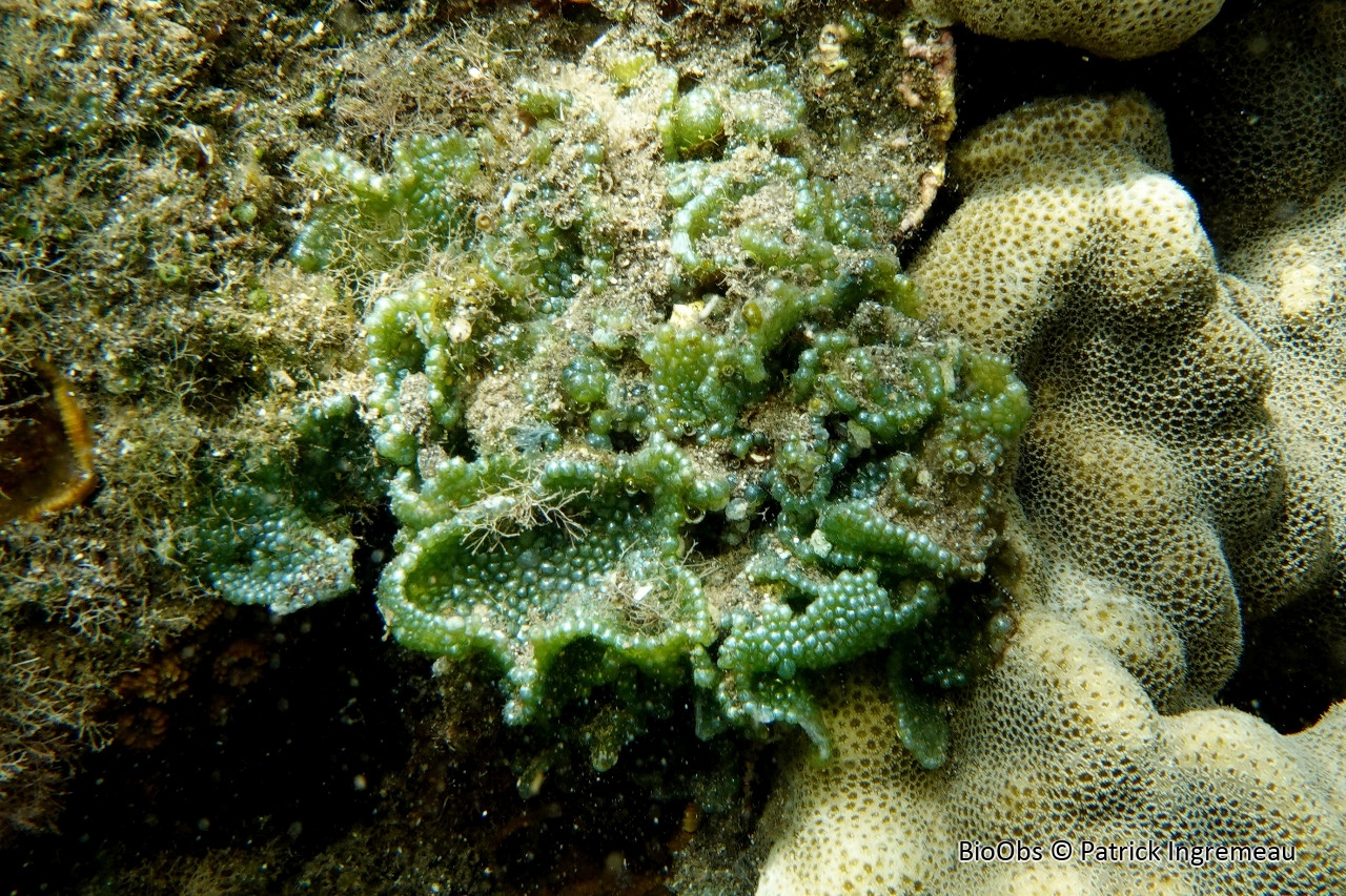 Algue-bulle dépolie - Dictyosphaeria cavernosa - Patrick Ingremeau - BioObs