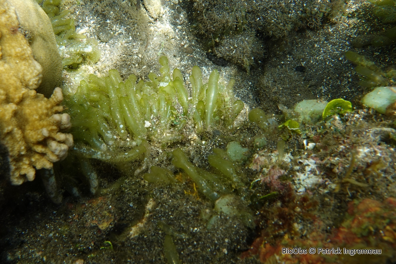 Algue baudruche verte - Boergesenia forbesii - Patrick Ingremeau - BioObs