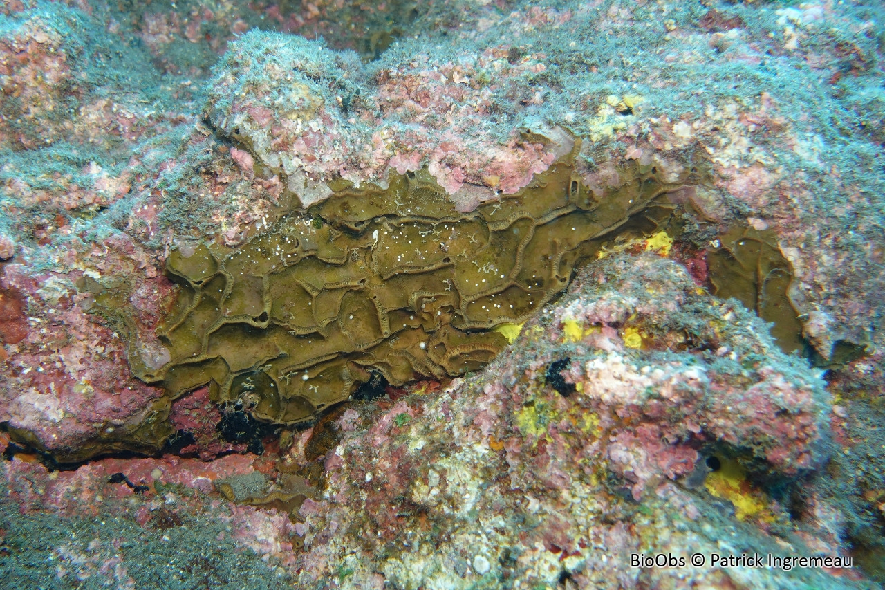 Spongia à carène - Placospongia carinata - Patrick Ingremeau - BioObs