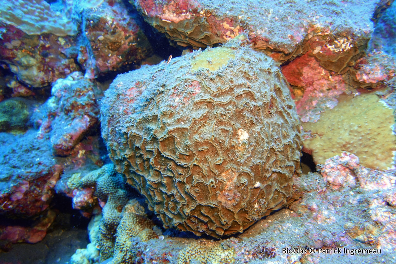 Spongia à carène - Placospongia carinata - Patrick Ingremeau - BioObs