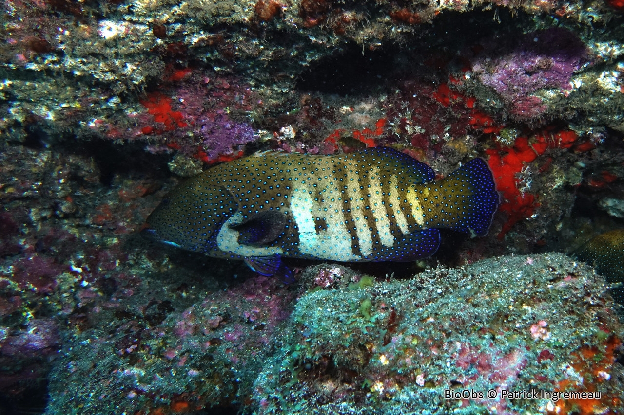 Mérou céleste - Cephalopholis argus - Patrick Ingremeau - BioObs
