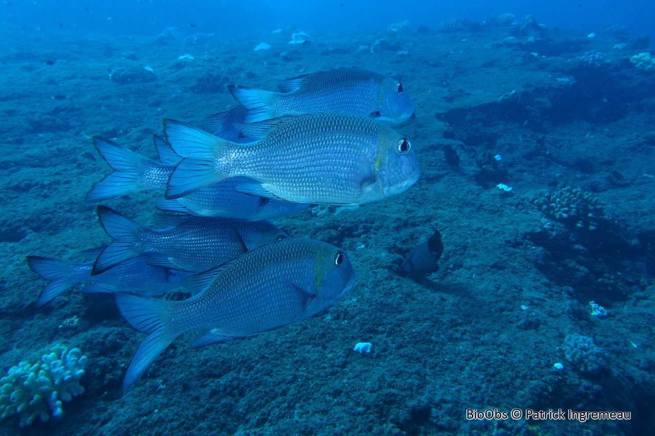 Empereur bossu - Monotaxis grandoculis - Patrick Ingremeau - BioObs