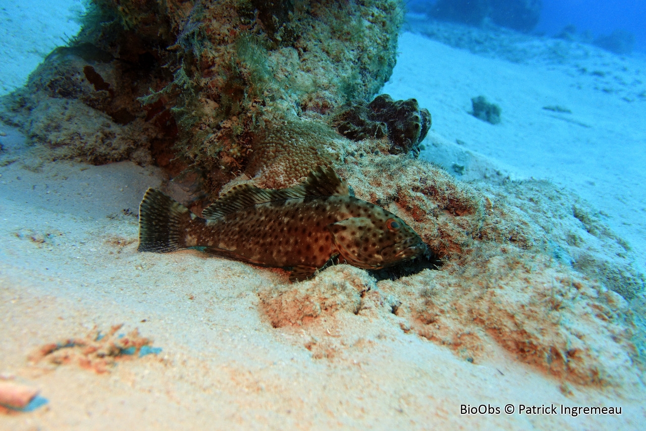 Mérou longues épines - Epinephelus longispinis - Patrick Ingremeau - BioObs