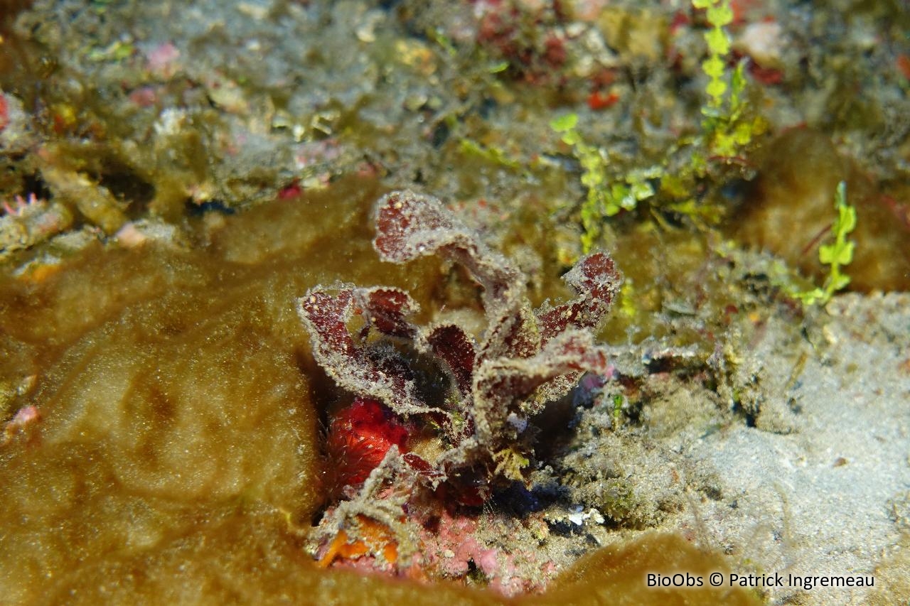 Neurymenia fraxinifolia