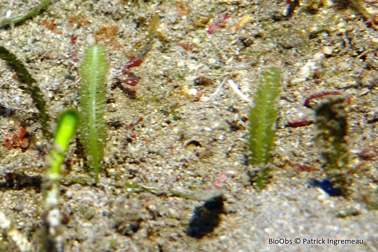 Caulerpa sp