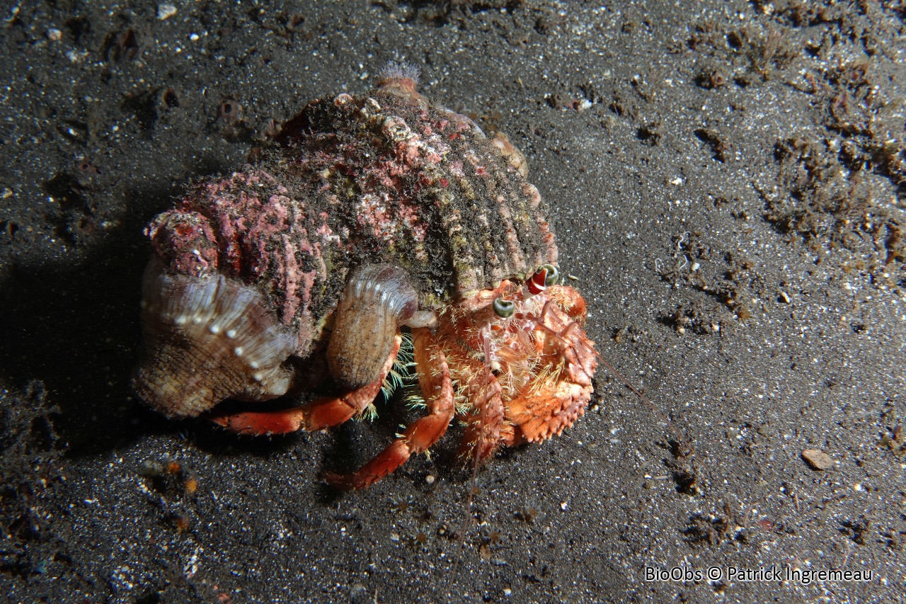 Bernard-l'hermite aux yeux verts - Dardanus pedunculatus - Patrick Ingremeau - BioObs