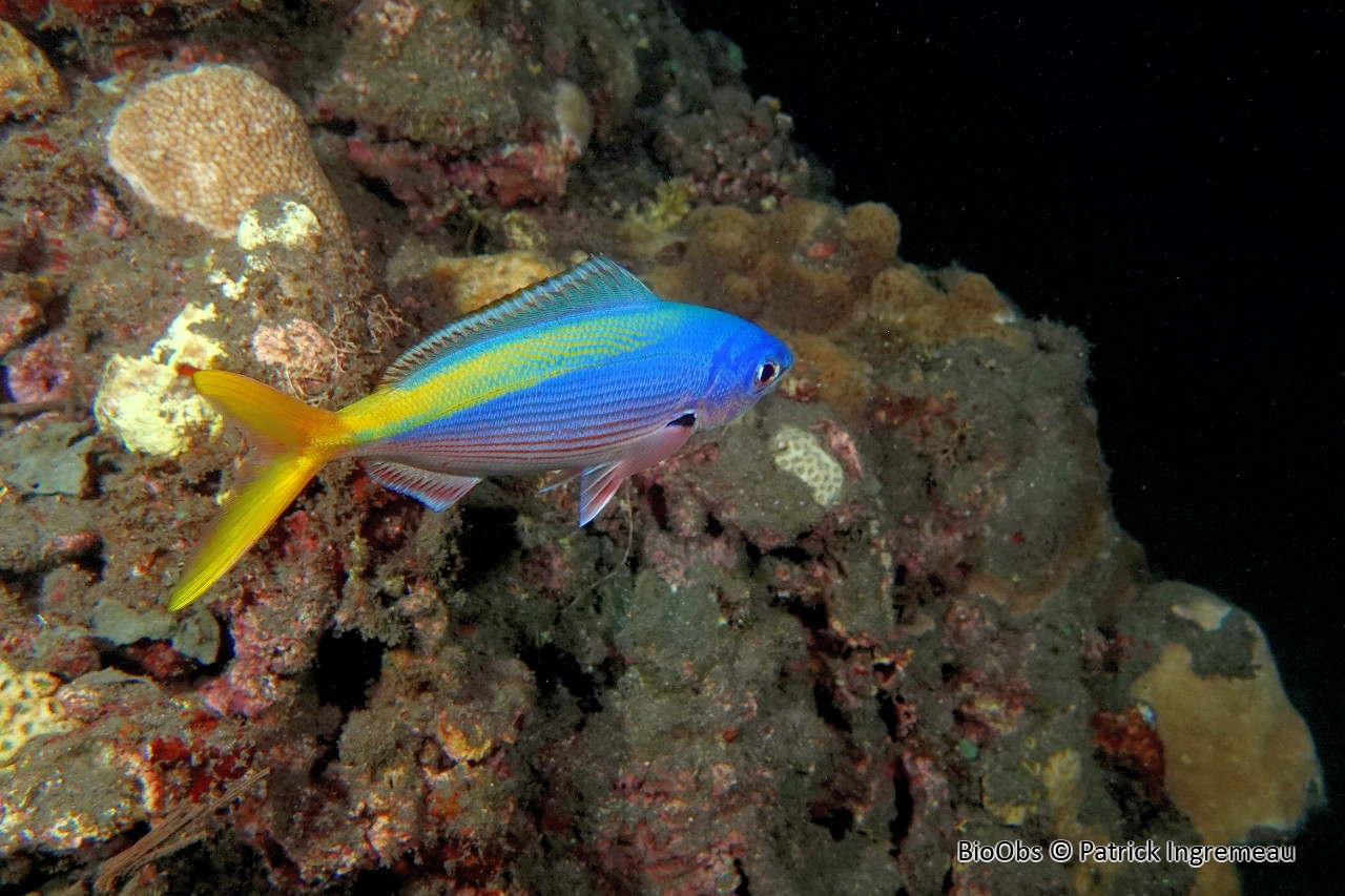 Fusilier à dos jaune et bleu - Caesio teres - Patrick Ingremeau - BioObs