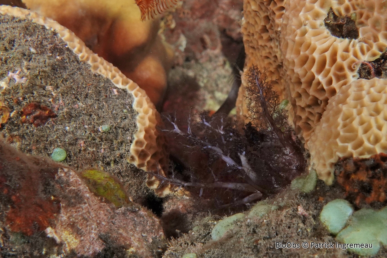 Holothurie africaine - Afrocucumis africana - Patrick Ingremeau - BioObs