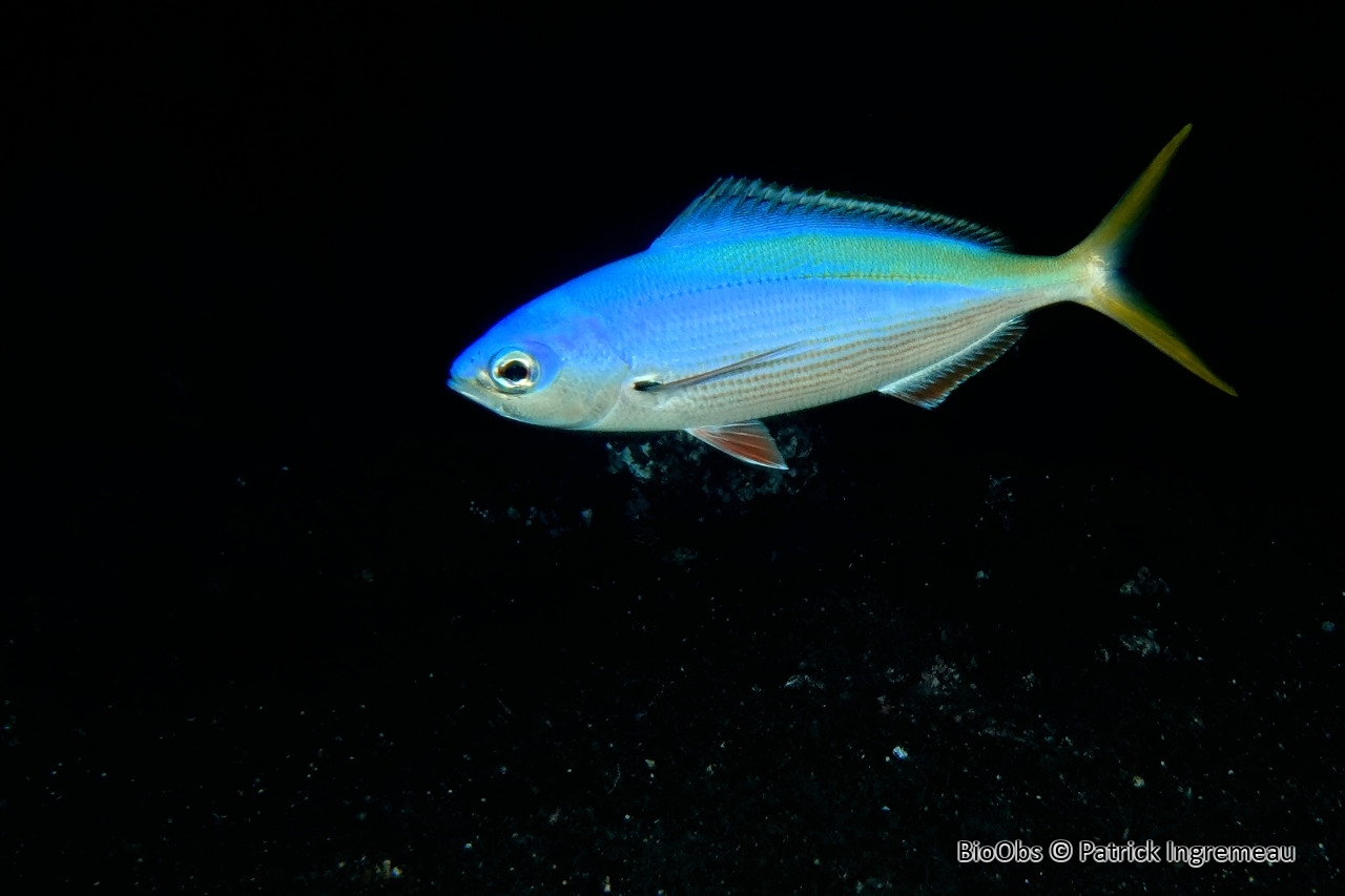 Fusilier à dos jaune et bleu - Caesio teres - Patrick Ingremeau - BioObs
