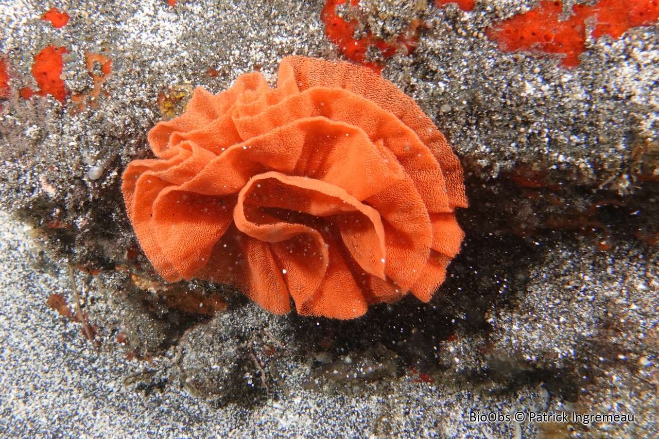 Danseuse espagnole ponte - Hexabranchus - Patrick Ingremeau - BioObs