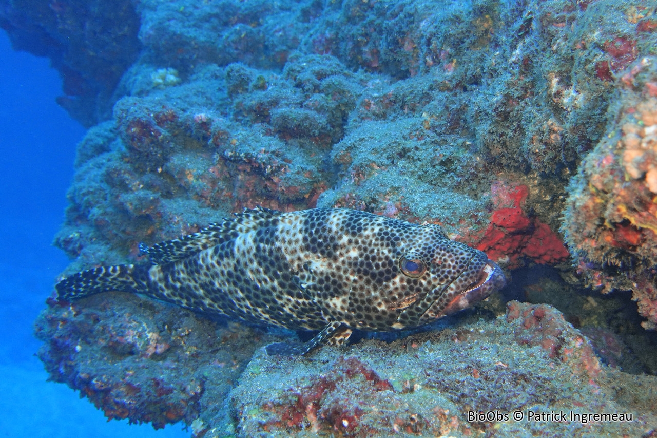 Mérou quatre selles - Epinephelus spilotoceps - Patrick Ingremeau - BioObs