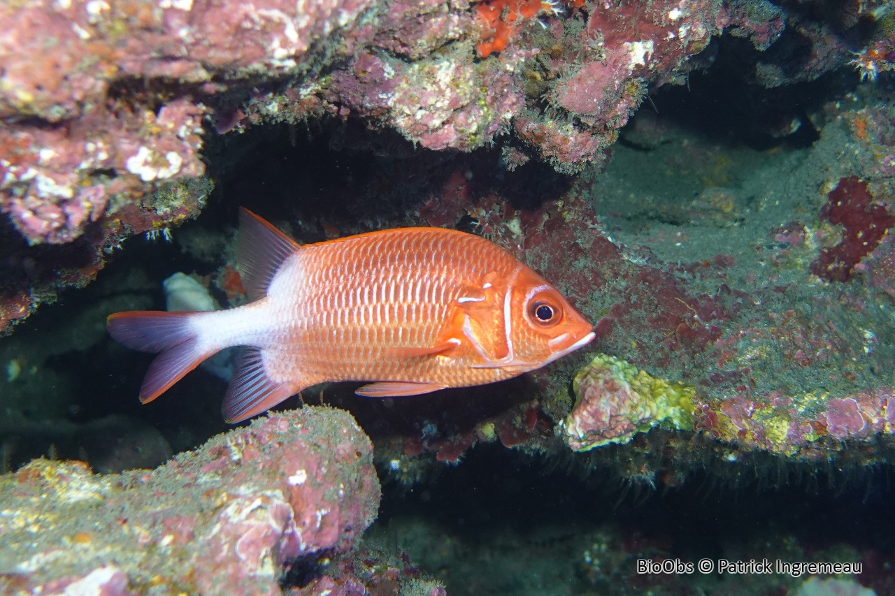 Poisson-écureuil à queue blanche - Sargocentron caudimaculatum - Patrick Ingremeau - BioObs
