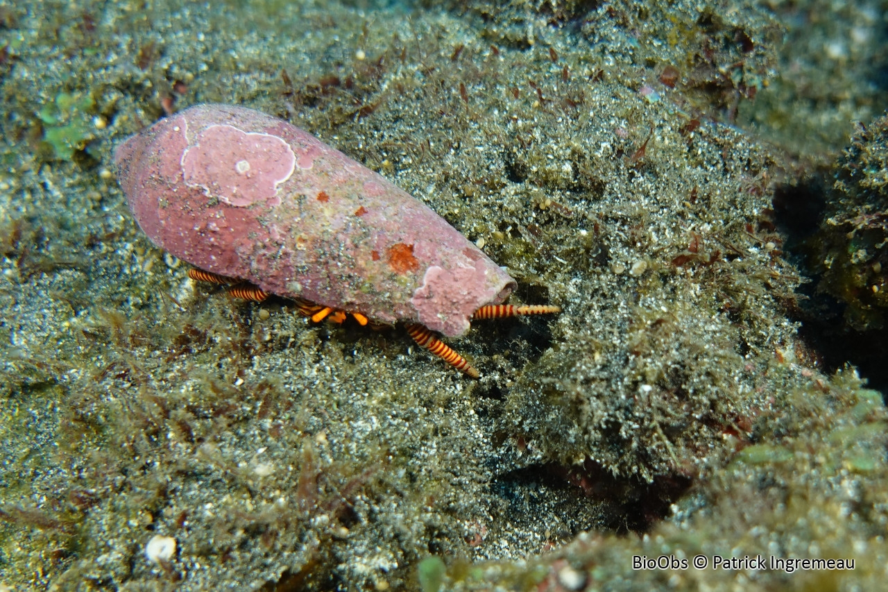Bernard l'ermite à chaussettes tricolores - Ciliopagurus tricolor - Patrick Ingremeau - BioObs