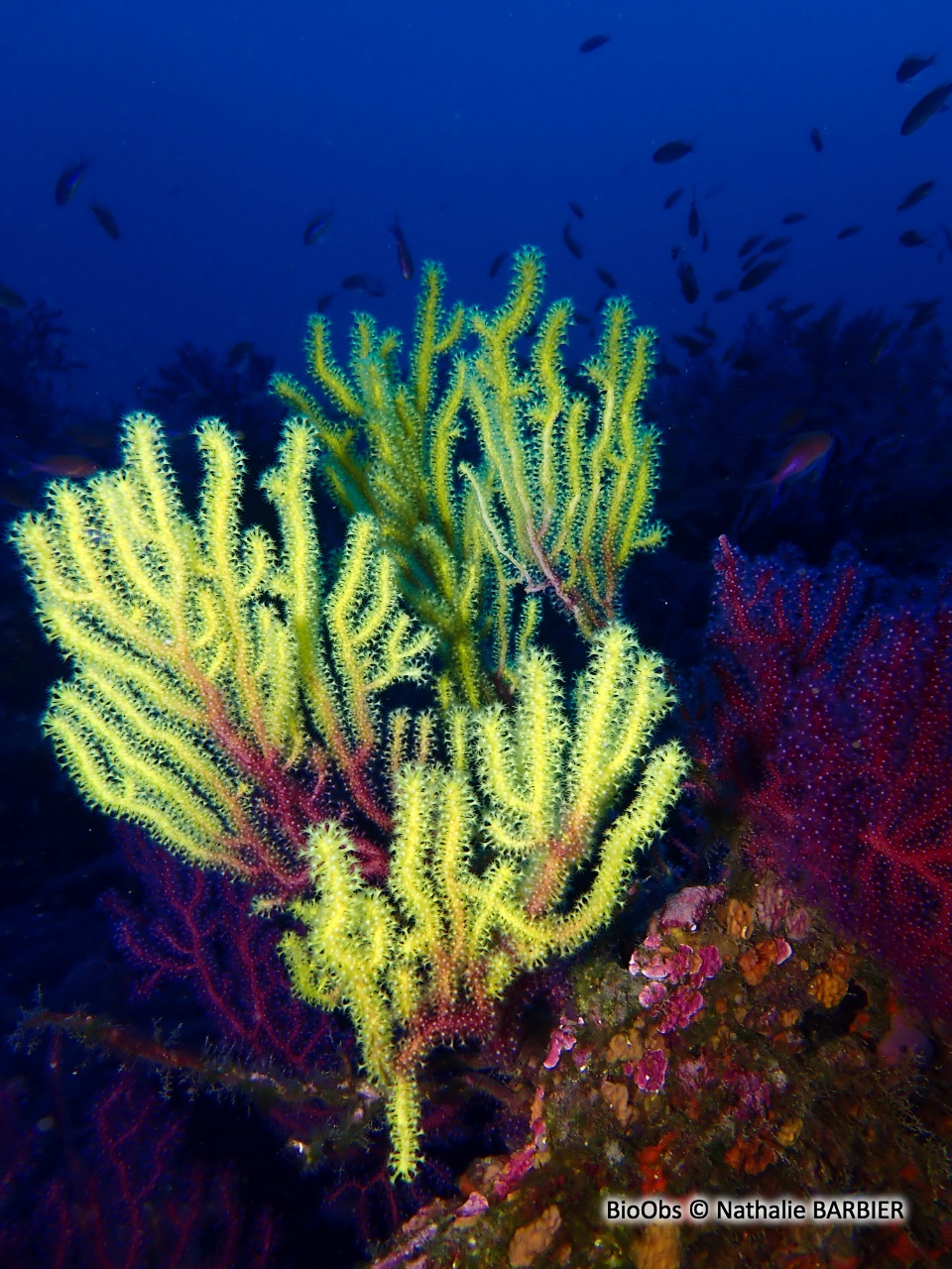 Gorgone pourpre - Paramuricea clavata - Nathalie BARBIER - BioObs
