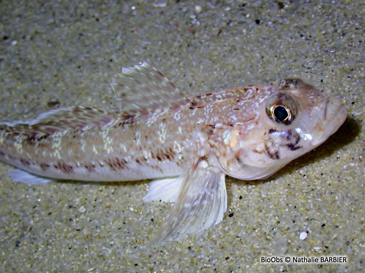 Gobie svelte - Gobius geniporus - Nathalie BARBIER - BioObs