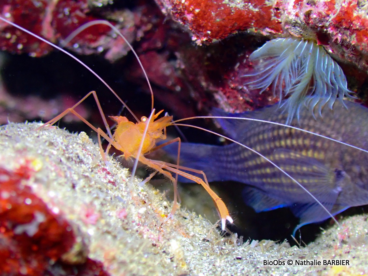 Crevette cavernicole à grandes pinces - Stenopus spinosus - Nathalie BARBIER - BioObs