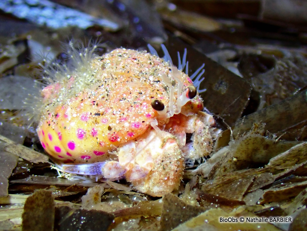 Gonfaron - Pagurus prideaux - Nathalie BARBIER - BioObs