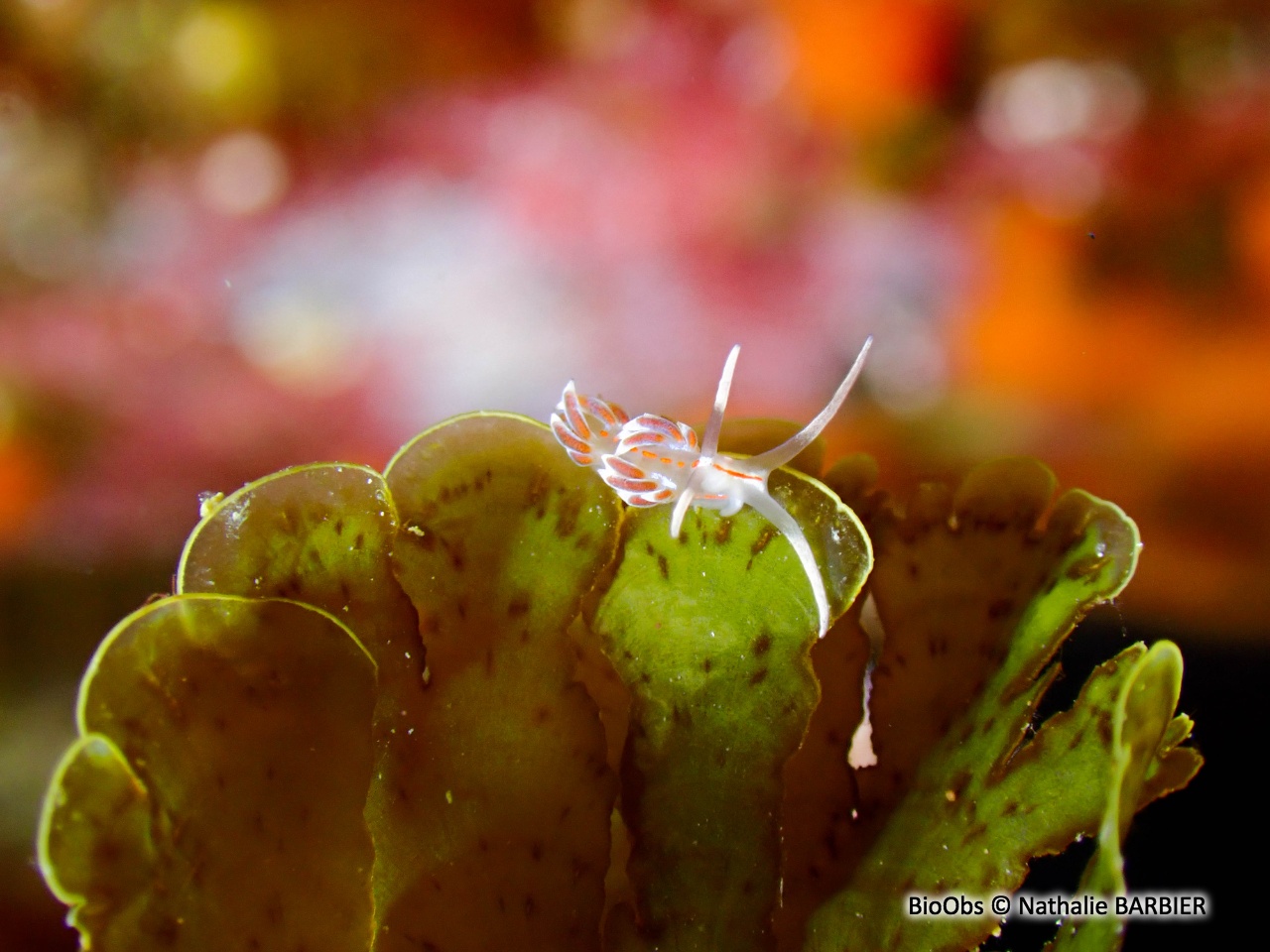 Faceline à stries rouges - Facelina rubrovittata - Nathalie BARBIER - BioObs
