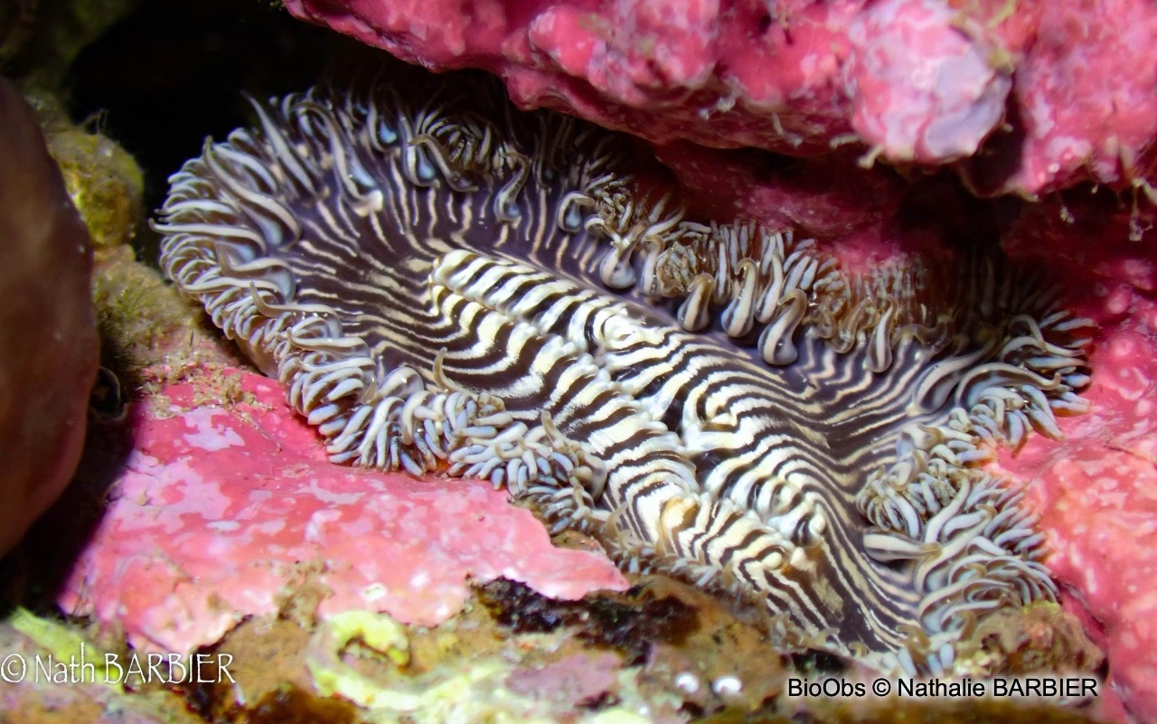 Anémone solaire - Cereus pedunculatus - Nathalie BARBIER - BioObs