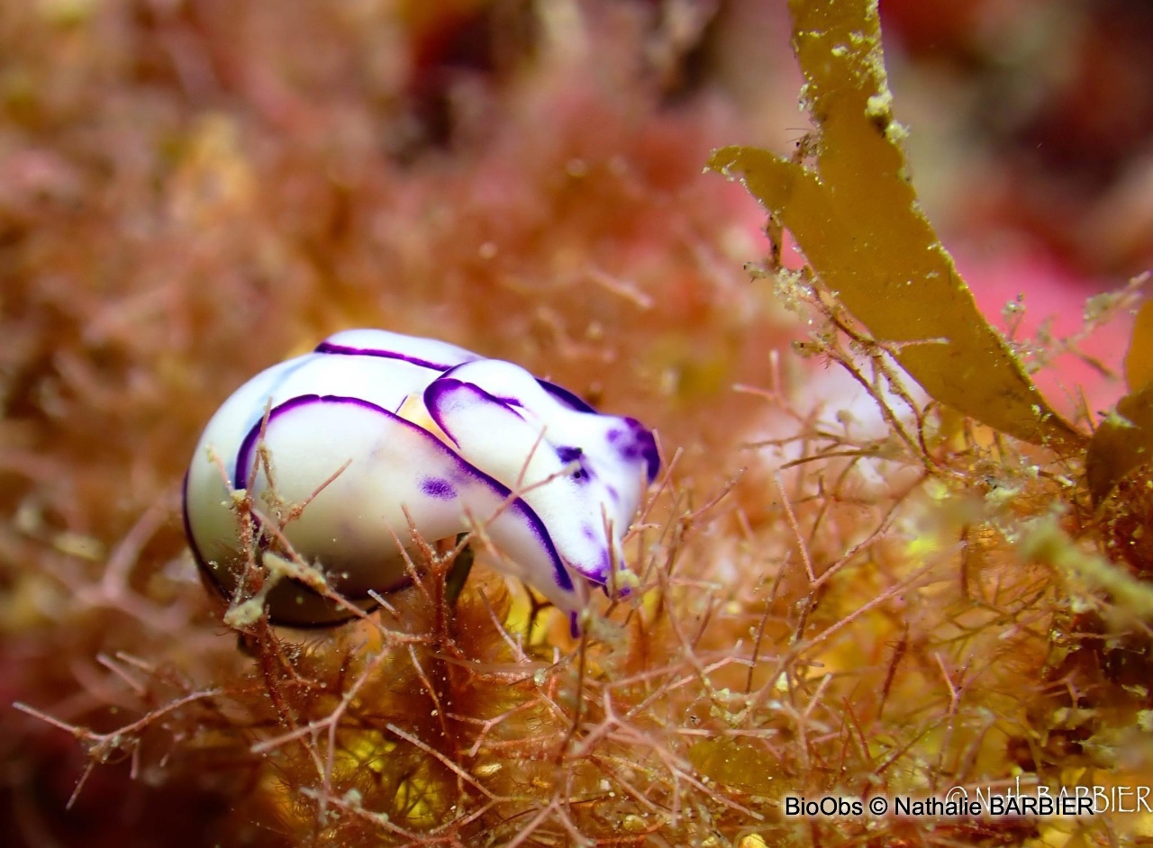 Haminoé ovale - Lamprohaminoea ovalis - Nathalie BARBIER - BioObs