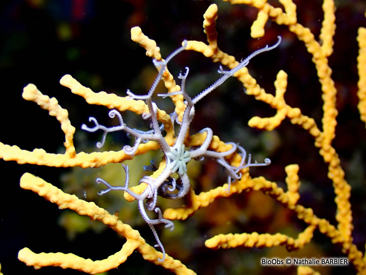 Gorgonocéphale - Astrospartus mediterraneus - Nathalie BARBIER - BioObs