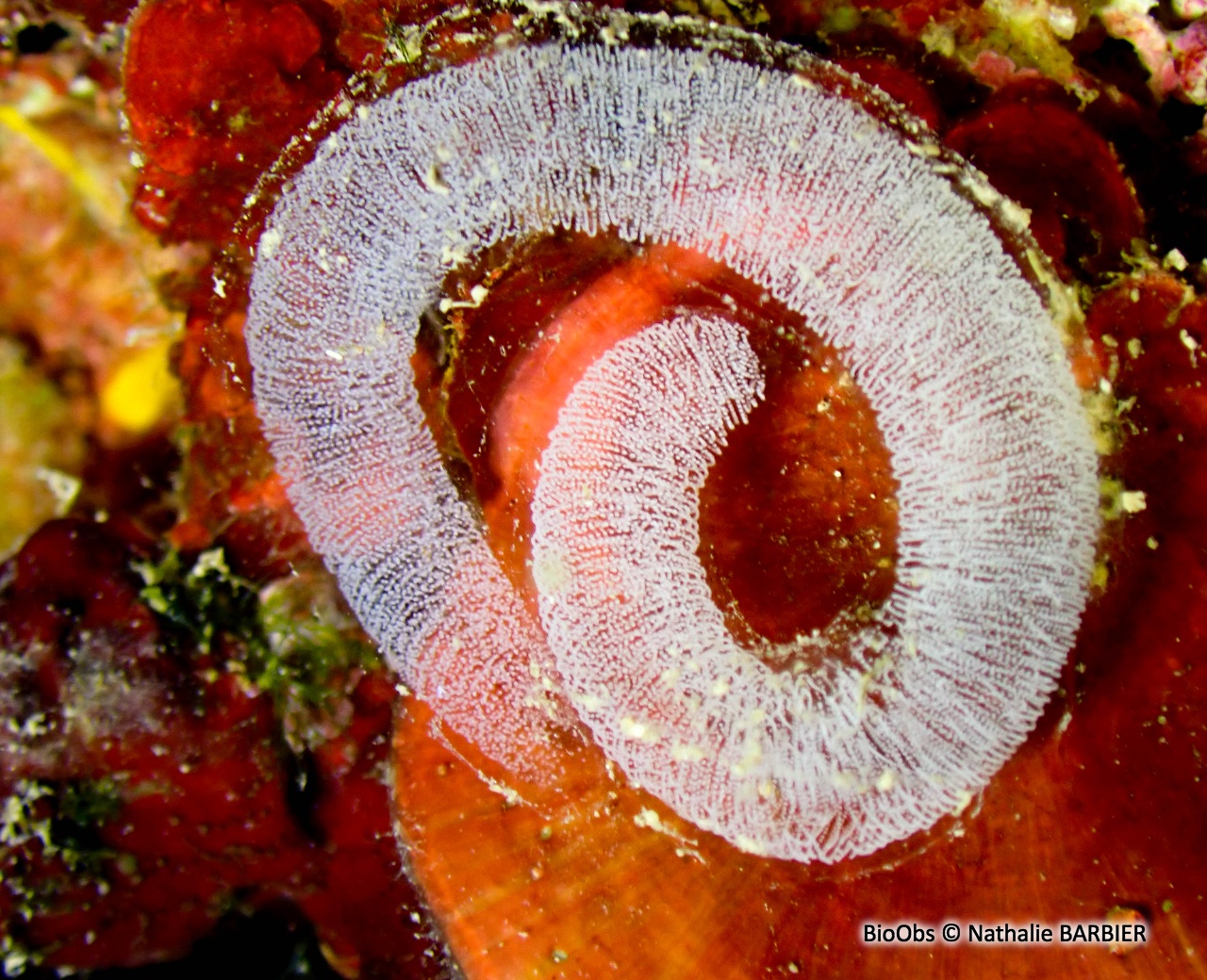 Berthelle étoilée ponte - Berthella ponte Berthelle étoilée ponte - Berthella ponte