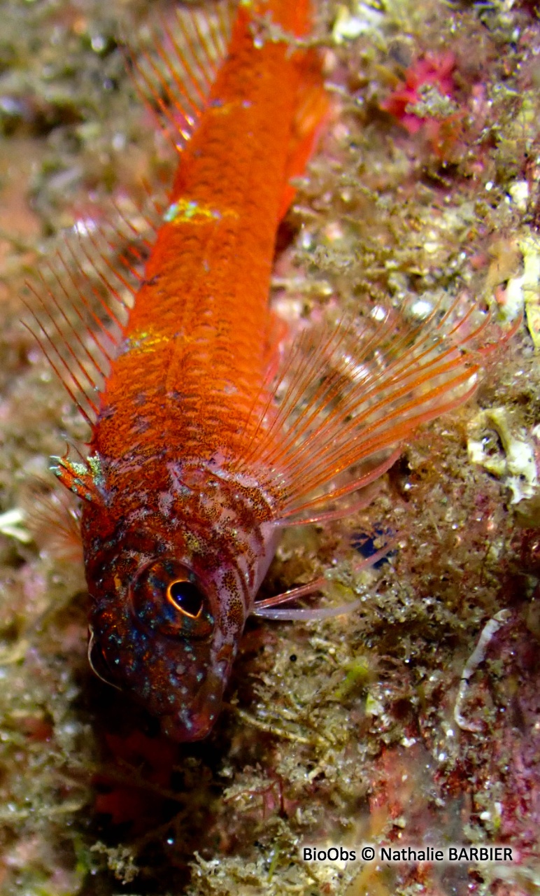 Triptérygion nain - Tripterygion melanurum - Nathalie BARBIER - BioObs