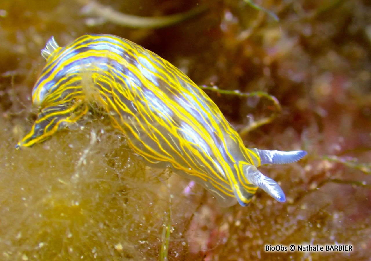 Doris de Villefranche - Felimare villafranca - Nathalie BARBIER - BioObs