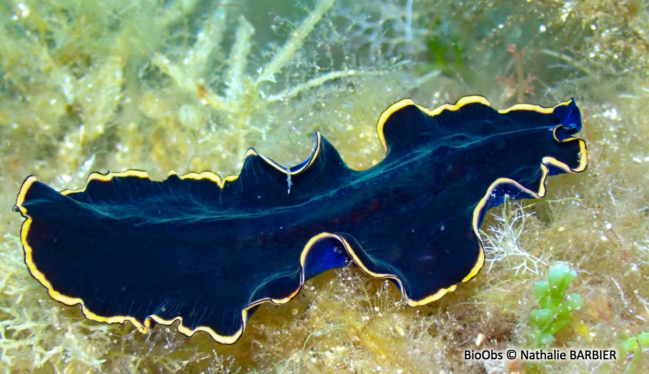 Ver plat noir - Pseudobiceros splendidus - Nathalie BARBIER - BioObs
