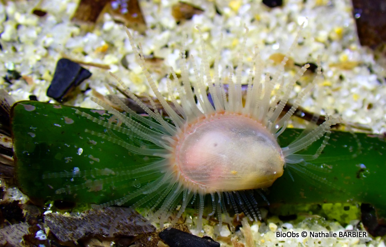 Lime bâillante - Limaria hians - Nathalie BARBIER - BioObs
