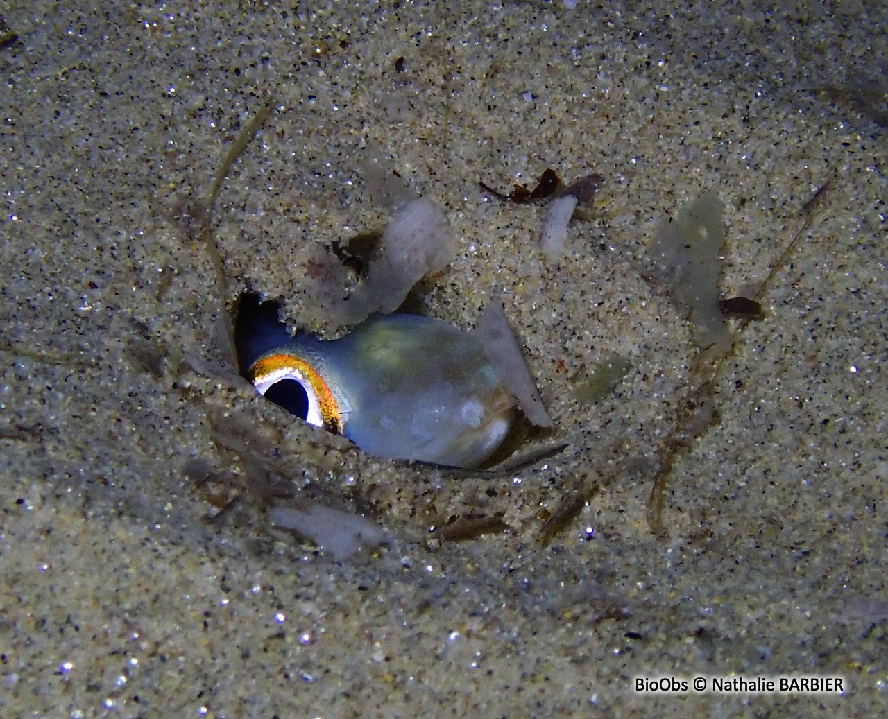 Congre des Baléares - Ariosoma balearicum - Nathalie BARBIER - BioObs