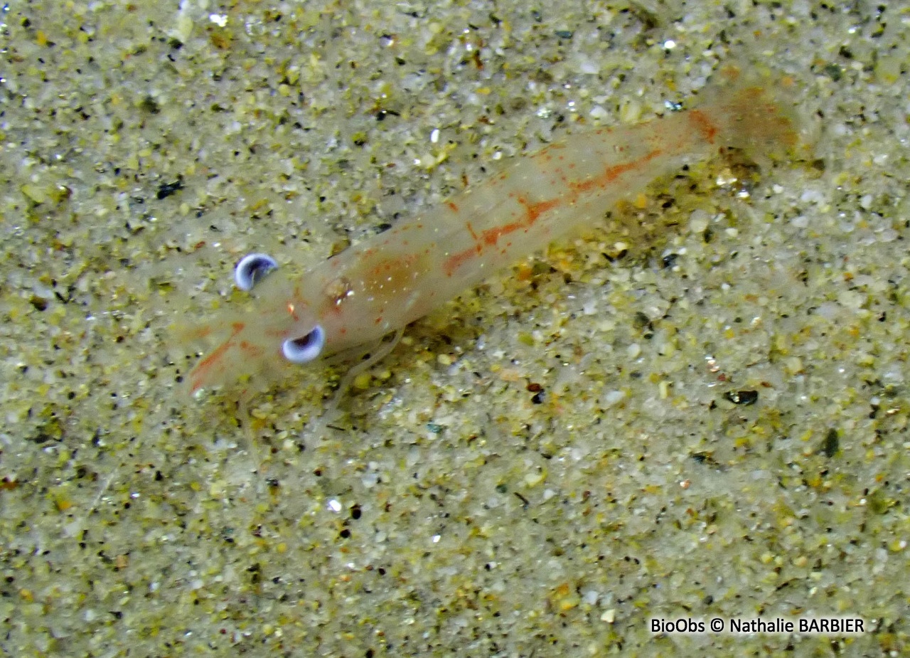 Crevette autruche à gros yeux - Processa macrophthalma - Nathalie BARBIER - BioObs
