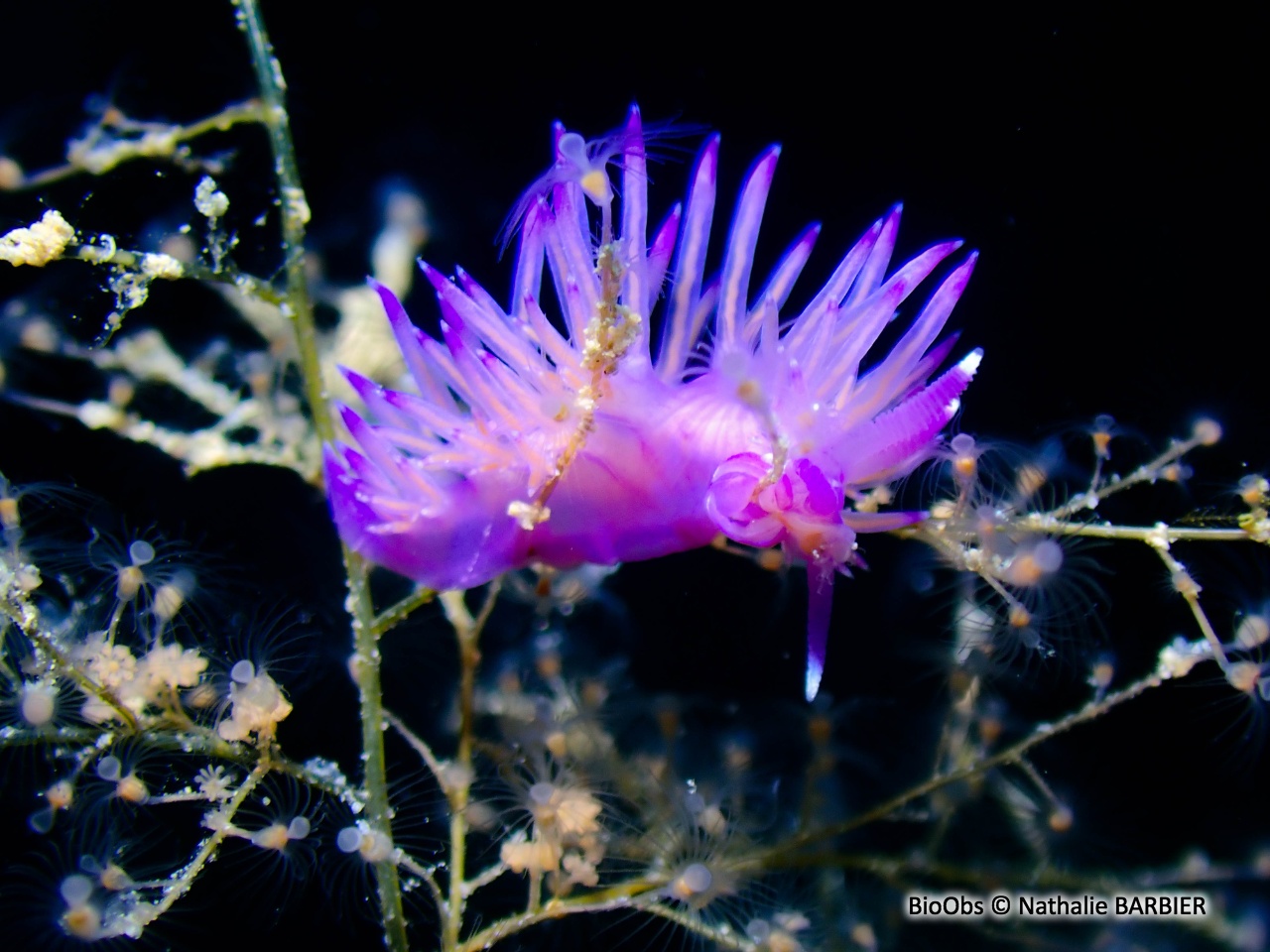 Flabelline mauve - Flabellina affinis - Nathalie BARBIER - BioObs
