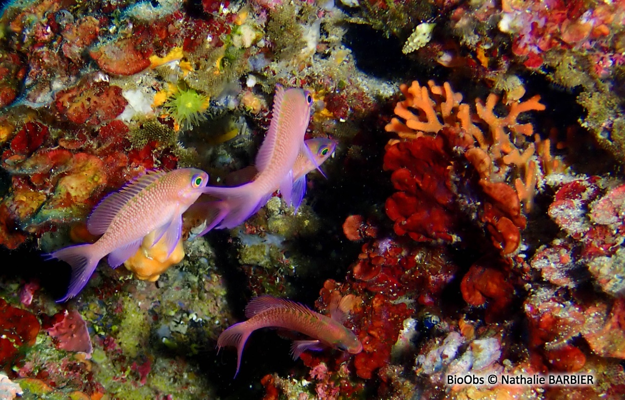 Barbier - Anthias anthias - Nathalie BARBIER - BioObs