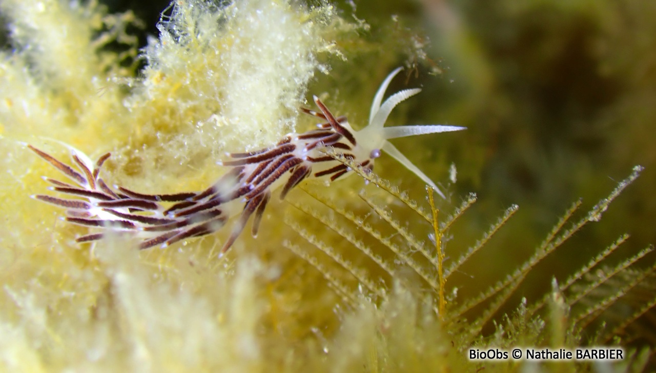 Faceline de la Gabinière - Paraflabellina gabinierei - Nathalie BARBIER - BioObs